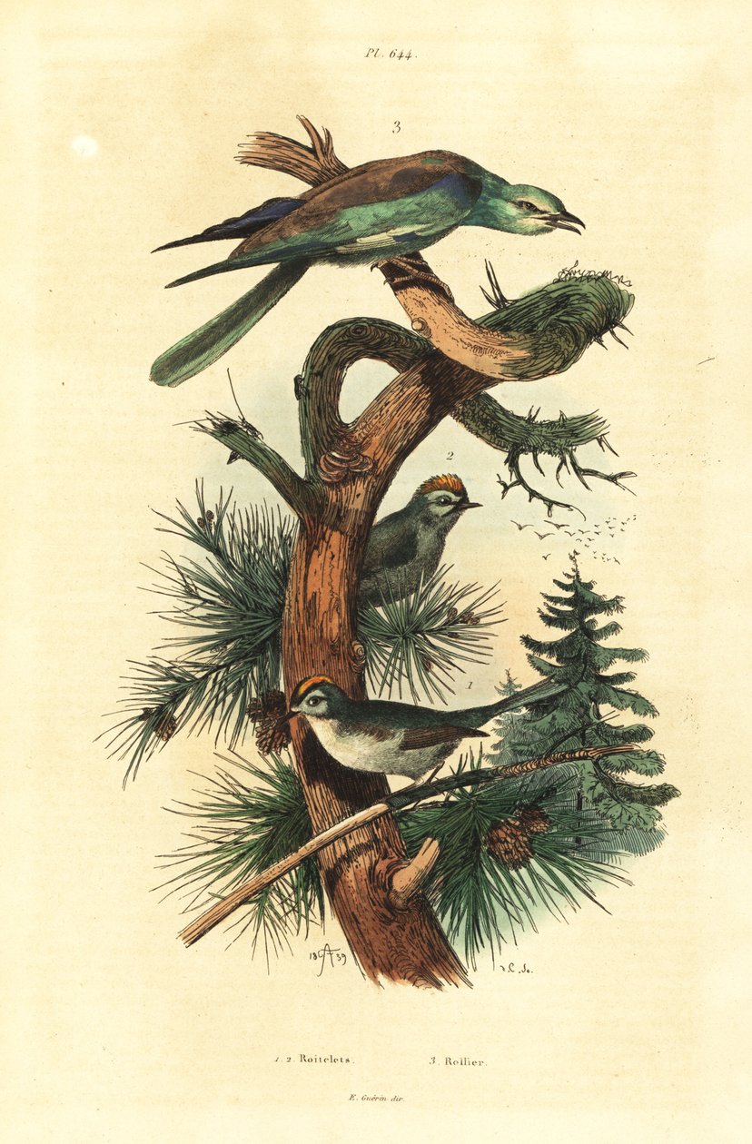 Goldcrests, Regulus regulus, e Coracias garrulus, rolo europeu de Unbekannt