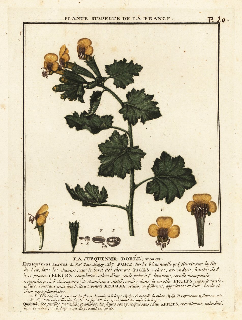 Meimendro dourado, Hyoscymus aureus. de Unbekannter Künstler