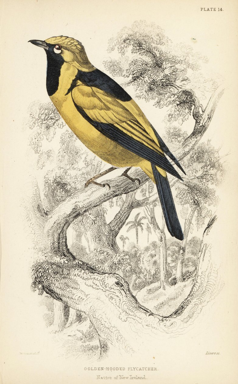 Monarca dourada, Carterornis chrysomela (papa-moscas de capuz dourado, Monacha chrysomela). Gravura em metal aço colorida à mão por William Lizars a partir de uma ilustração de William Swainson da Naturalist
