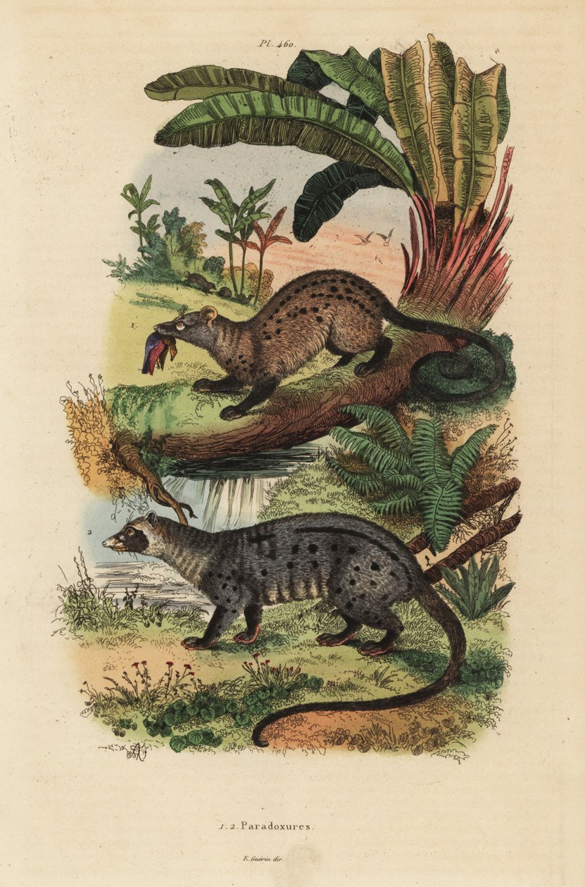 Paradoxurus zeylonensis 1 e Paradoxurus hermaphroditus 2, Paradoxurus hermaphroditus civet, Golden palm civet de Unbekannt