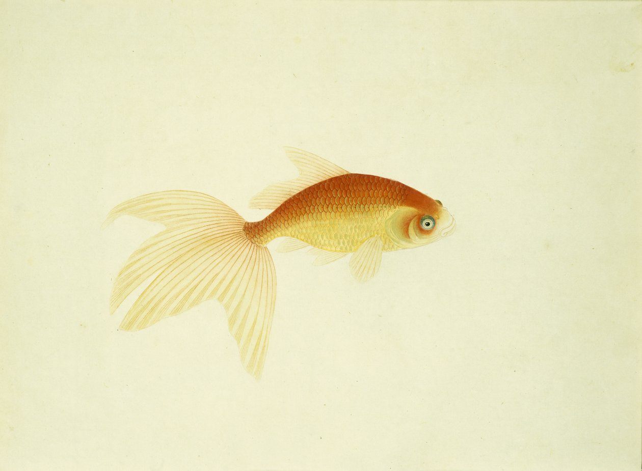 Peixinho dourado (aquarela sobre papel) de Unbekannt