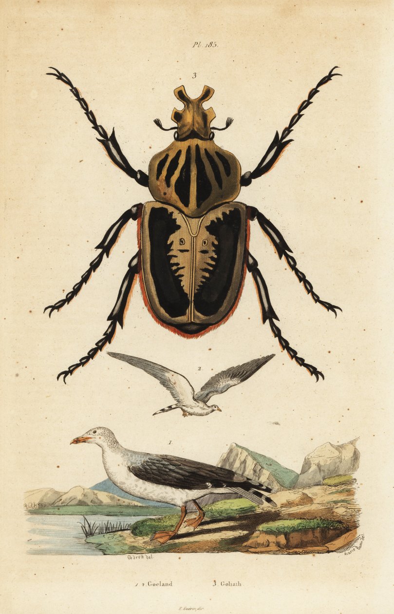 Goliath beetle, Goliathus goliatus 1 e gaivota comum, Larus canus 2 de Unbekannt