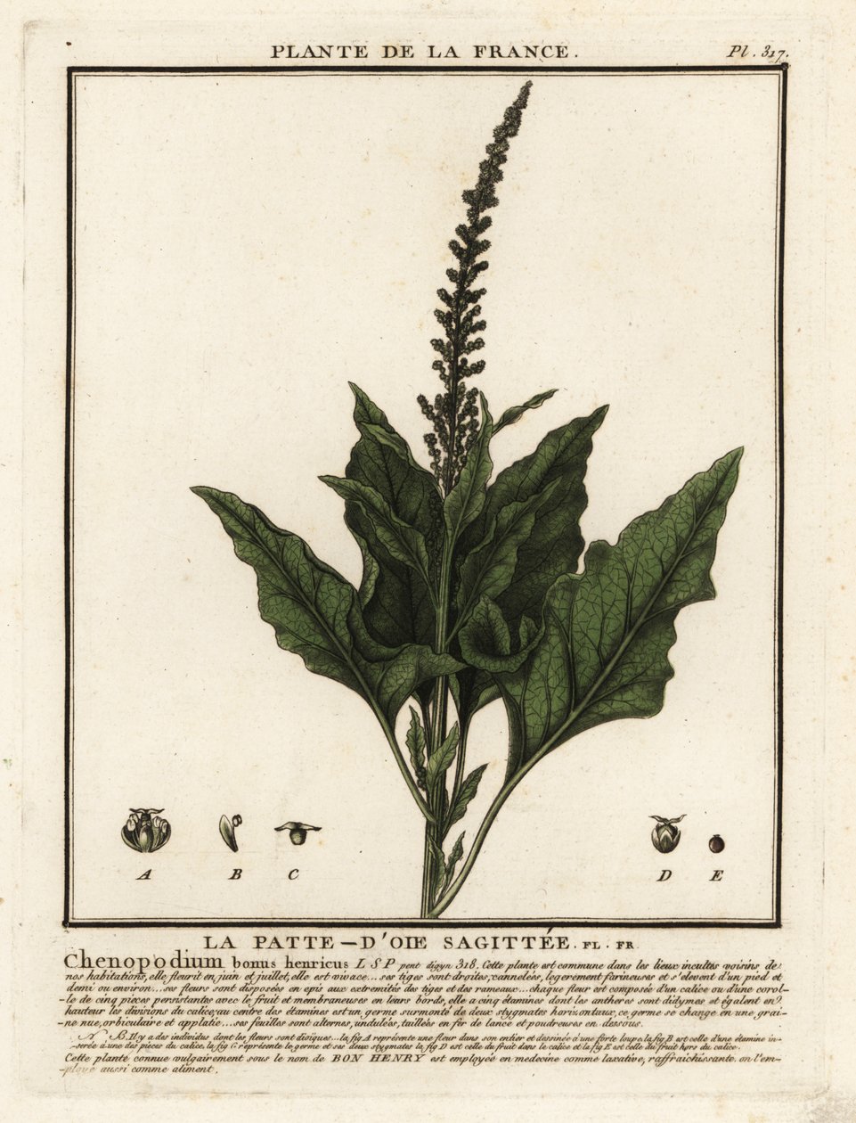 Good-King-Henry, Chenopodium bonus-henricus. de Unbekannter Künstler