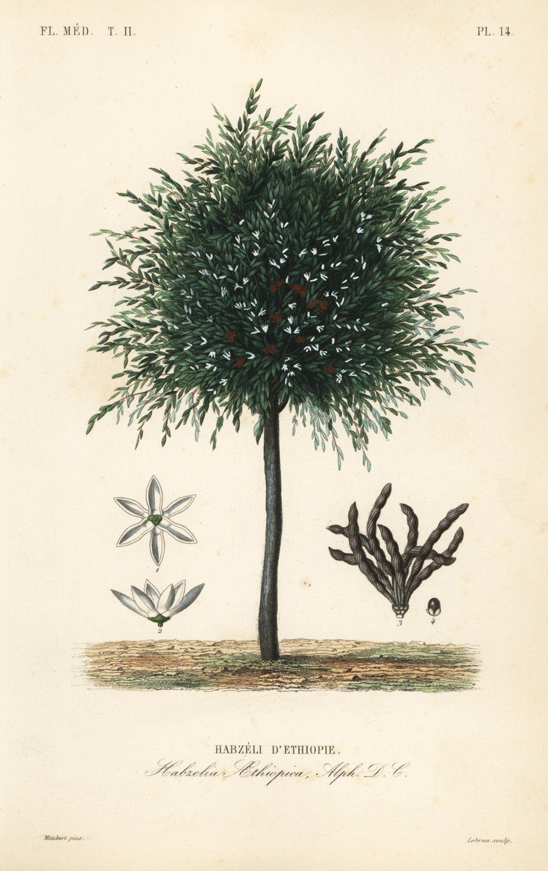 Grãos de Selim, Xylopia aethiopica, Habzelia aethiopica, Habzeli d