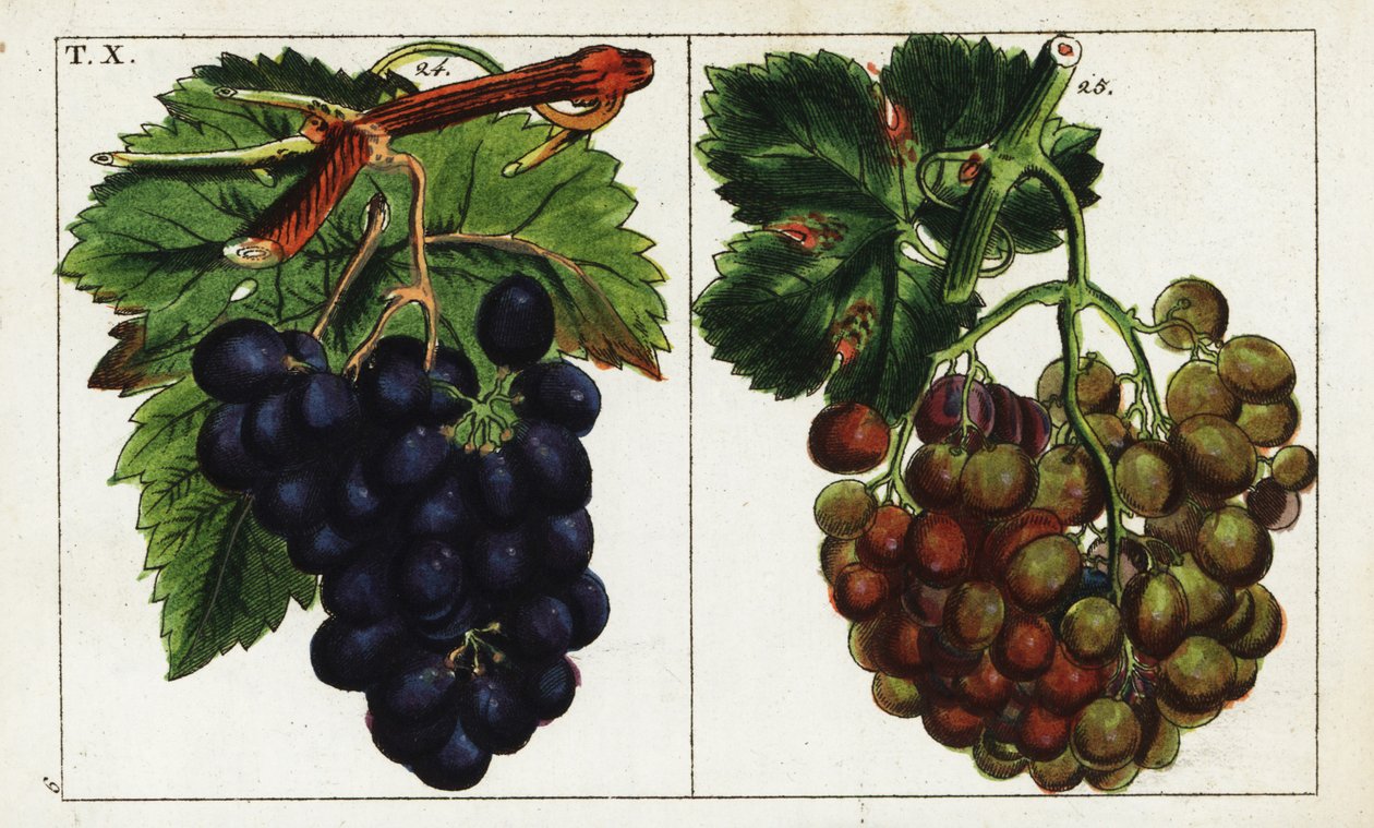 Variedades de uva, Vitis vinifera. de Unbekannter Künstler
