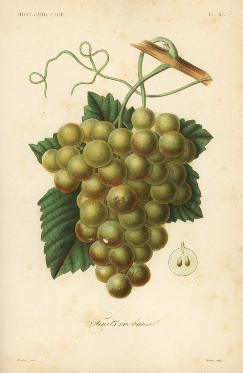 Uvas, Vitis vinifera de Unbekannt