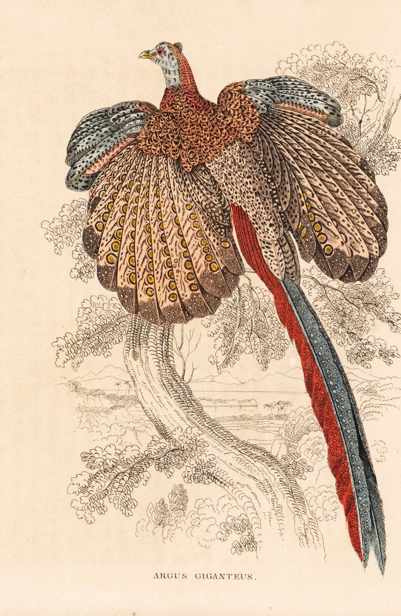 Grande faisão argus, Argusianus argus (Argus giganteus). Litografia colorida à mão da Galeria de História Natural de Georg Friedrich Treitschke, Naturhistorischer Bildersaal des Thierreiches, Liepzig de Unbekannter Künstler