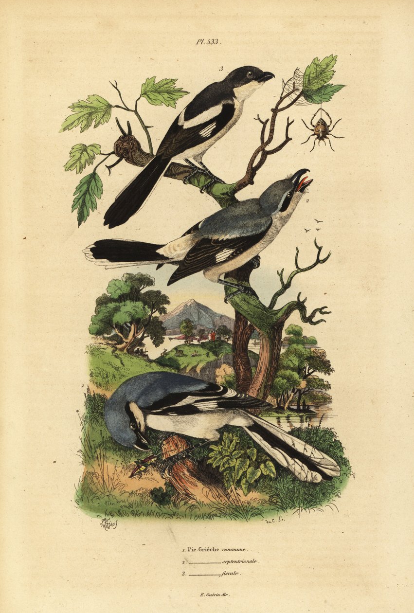 Great grey shrike, Lanius excubitoroides, Lanius excubitoroides, e fiscal shrike, Lanius collaris Pie Grieche commune, septentrionale, fiscal de Unbekannt