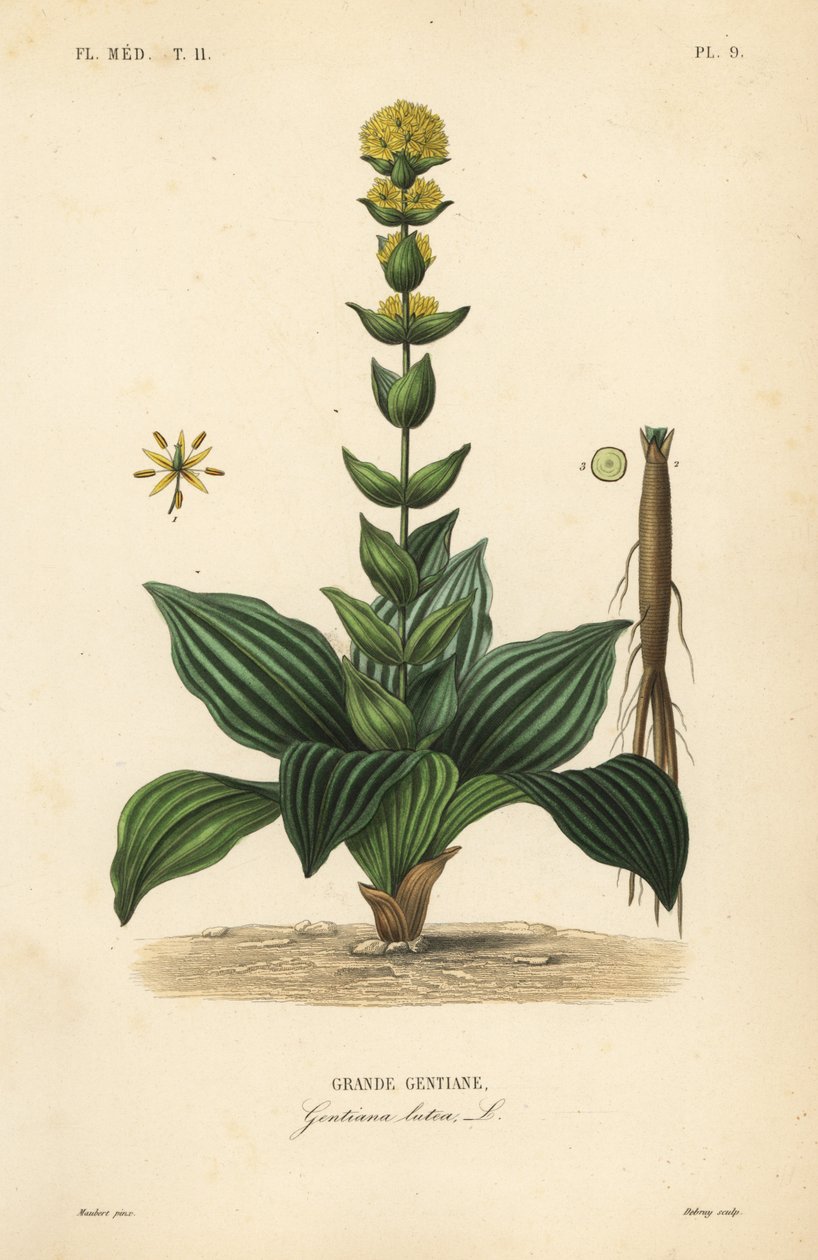 Grande gentiana amarela, Gentiana lutea, Grande gentiana de Unbekannt