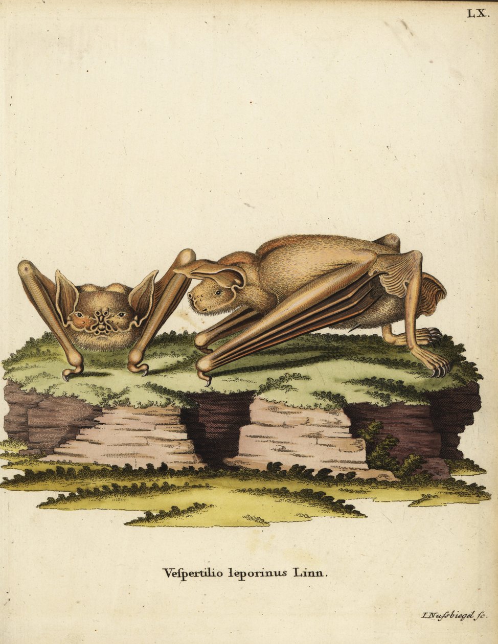 Morcego buldogue-grande, Noctilio leporinus. Vespertilio leporinus Linn. Gravura em chapa de cobre colorida à mão por Johann Nussbiegel das Animal Illustrations after Nature, ou Schreber