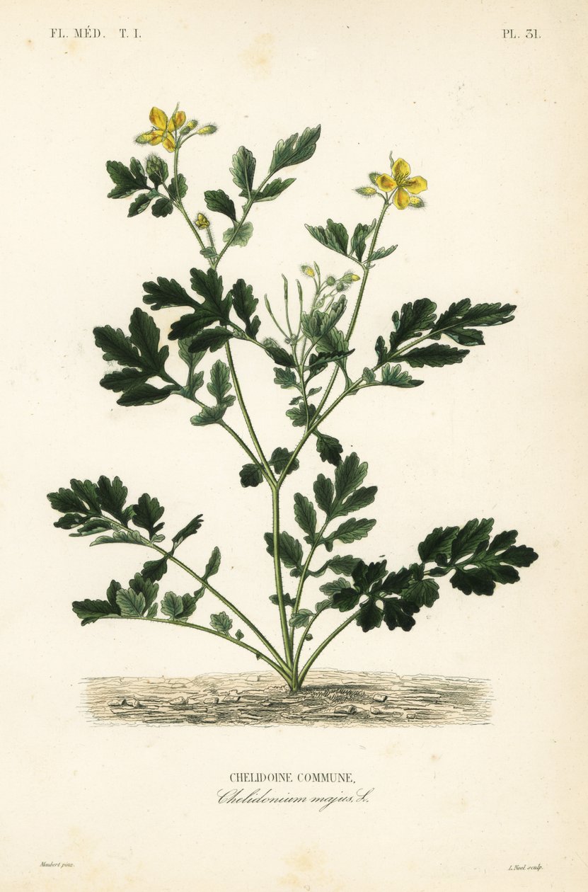 Grande celandina, Chelidonium majus, comuna de Chelidoine de Unbekannt