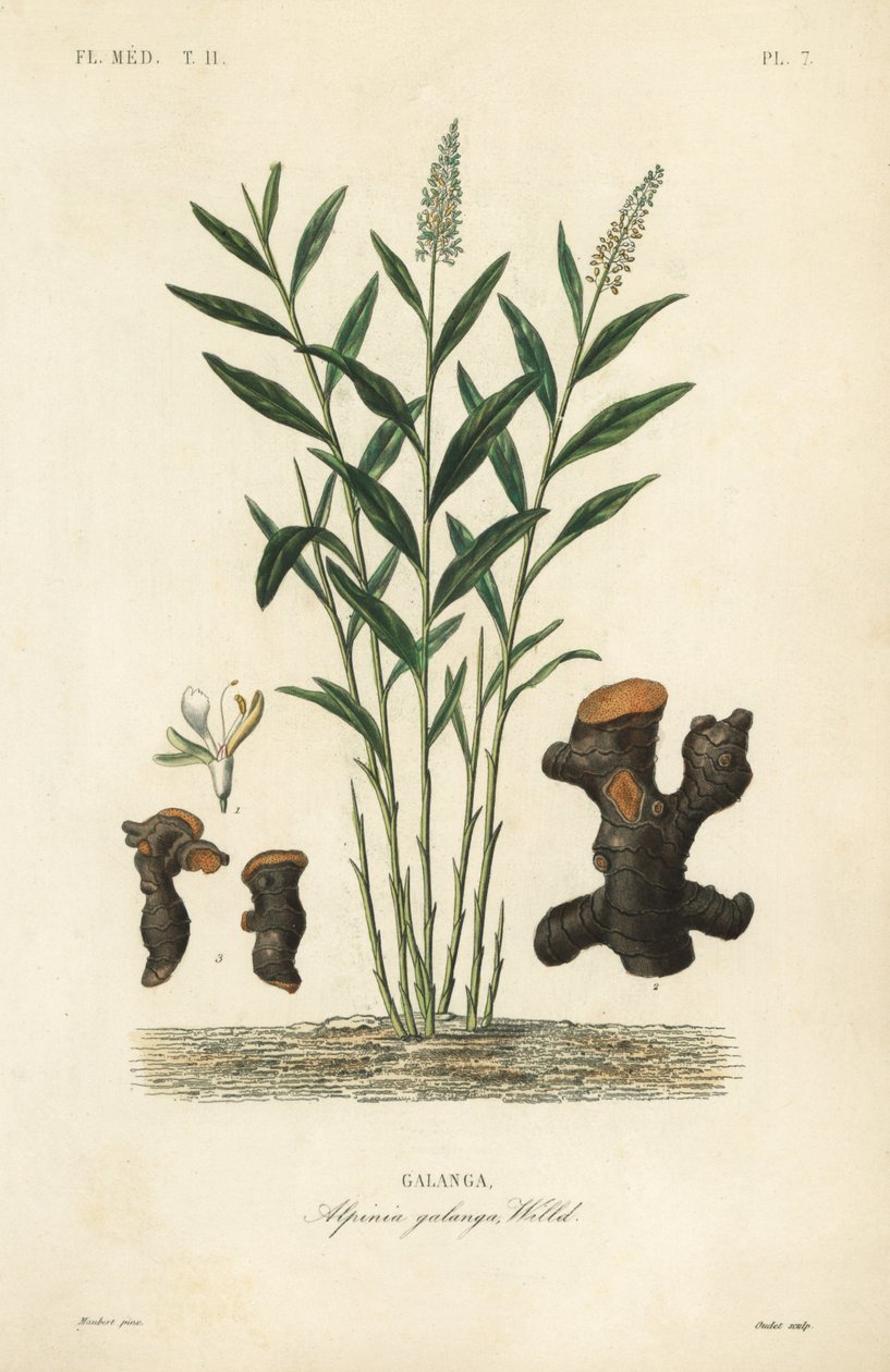 Grande galanga ou galanga tailandesa, Alpinia galanga, Galanga de Unbekannt