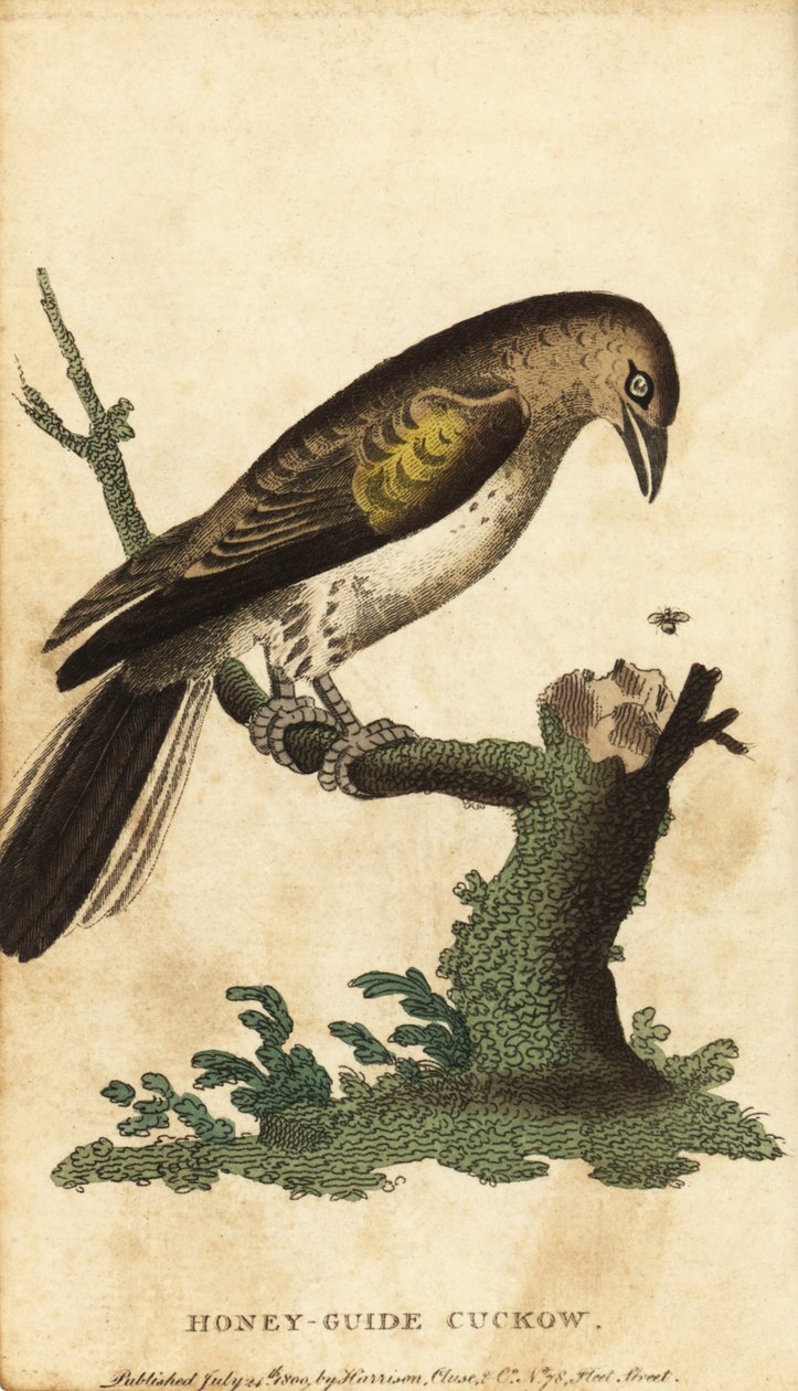 Maior guia de mel, Indicador indicador. ,1800 (gravura) de Unbekannter Künstler