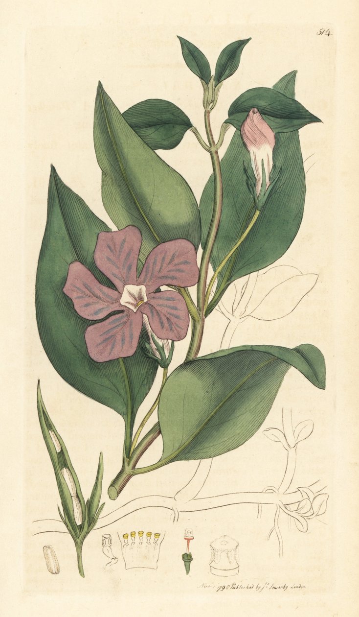 Vinca major (grande periwinkle) Gravura em chapa de cobre colorida à mão, segundo um desenho de James Sowerby para o livro English Botany de James Smith de Unbekannter Künstler