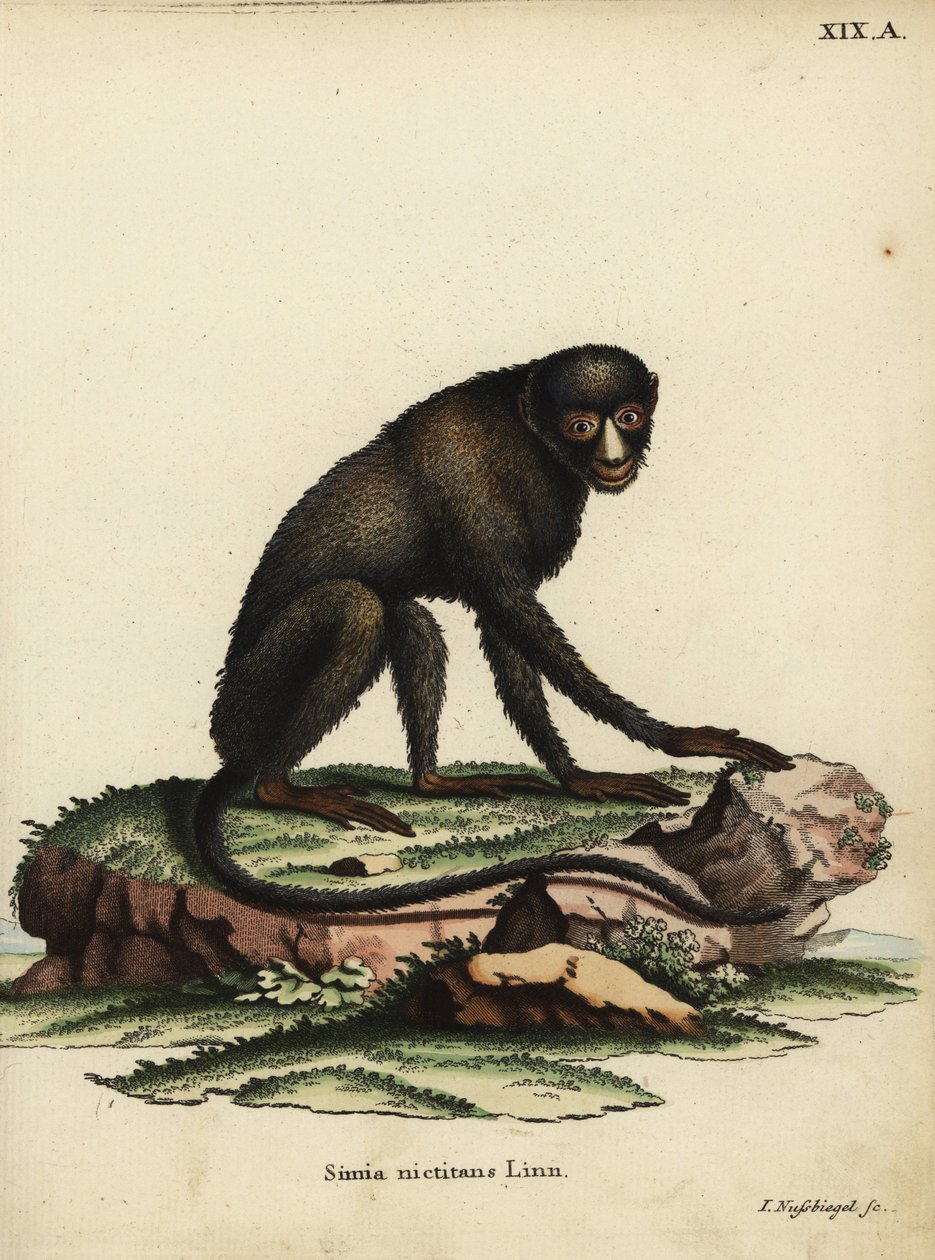 Macaco-de-nariz-grande ou macaco-de-nariz-pequeno. Cercopithecus nictitans. Simia Nictitans Linn. Gravura em chapa de cobre colorida à mão, de Johann Nussbiegel, das Animal Illustrations after Nature, ou Fantastic Anima, de Johann Christian Daniel Schreber de Unbekannter Künstler