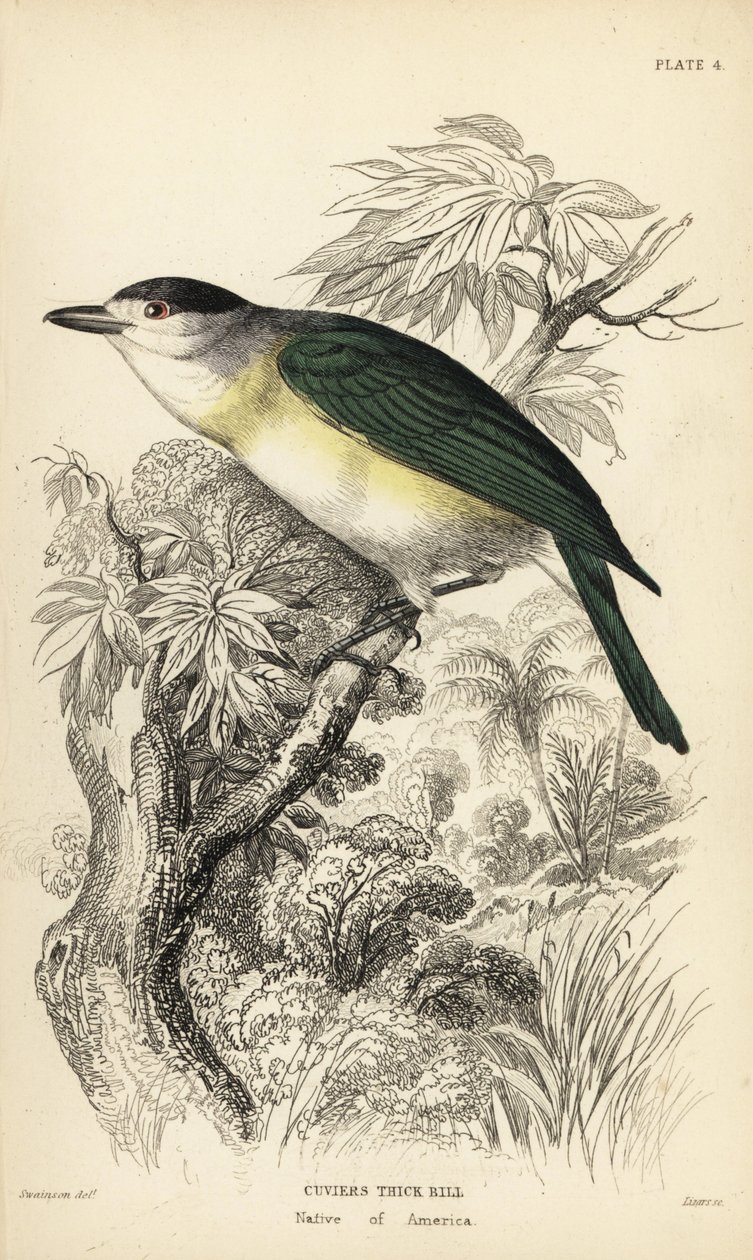Pachyramphus viridis (Pachyrhynchus cuvierii). Gravura em metal aço colorida à mão por William Lizars a partir de uma ilustração de William Swainson da Naturalist
