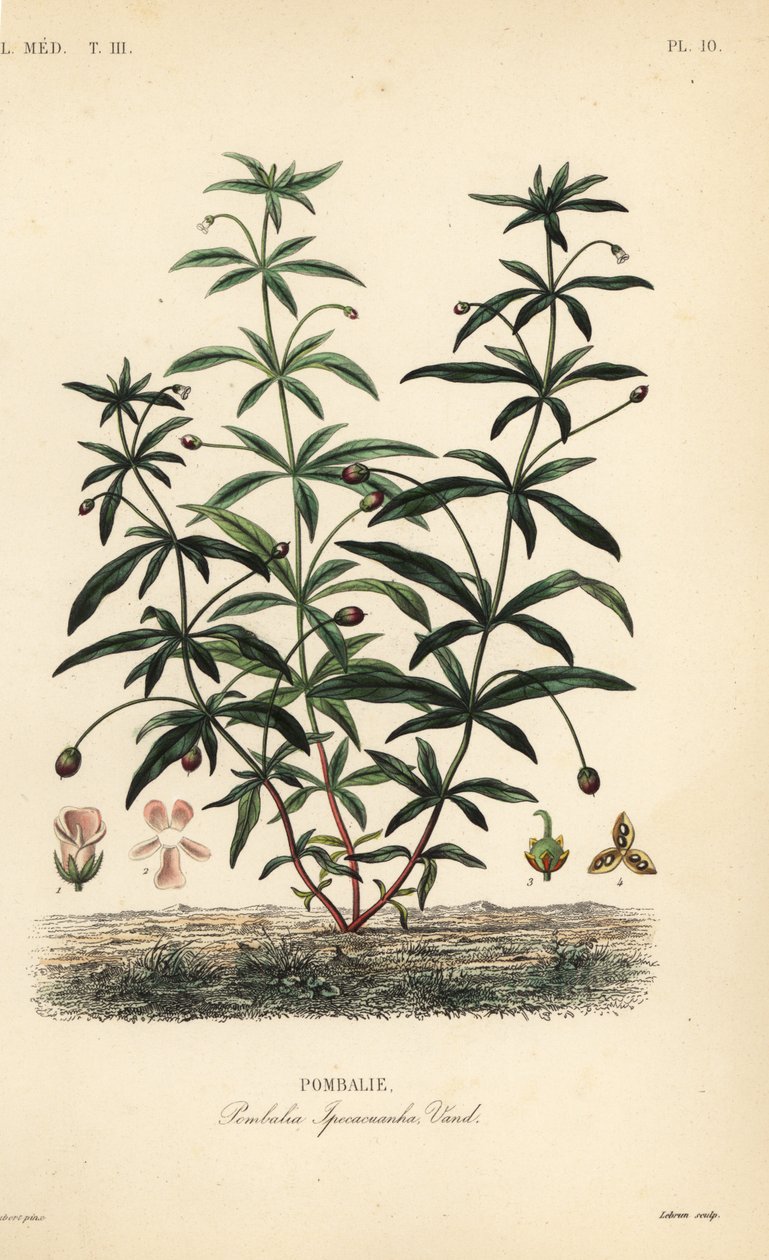 Greenviolet ou flor jubarte, Hybanthus calceolaria, Pombalia ipecacuanha, Pombalie de Unbekannt