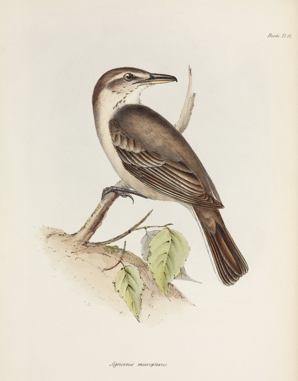 Grisalho de barriga cinzenta, c 1832-1836 de Unbekannt