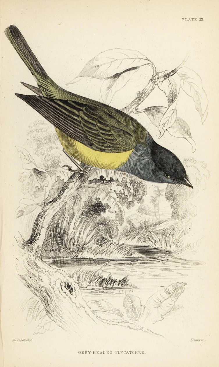 Papa-moscas de cabeça cinzenta, Culicicapa ceylonensis (papa-moscas de cabeça cinzenta, Cryptolopha poiocephala). Gravura em metal aço colorida à mão por William Lizars a partir de uma ilustração de William Swainson da Naturalist