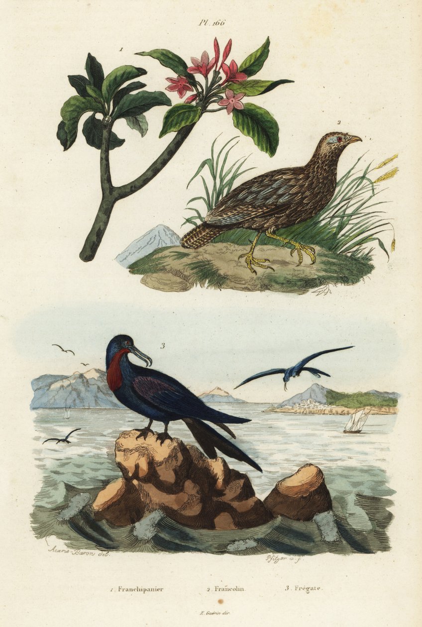 Francolim de asas cinzentas, Scleroptila afra 2, grande fragata, Fregata minor 3, e frangipani vermelho, Plumeria rubra 1 de Unbekannt