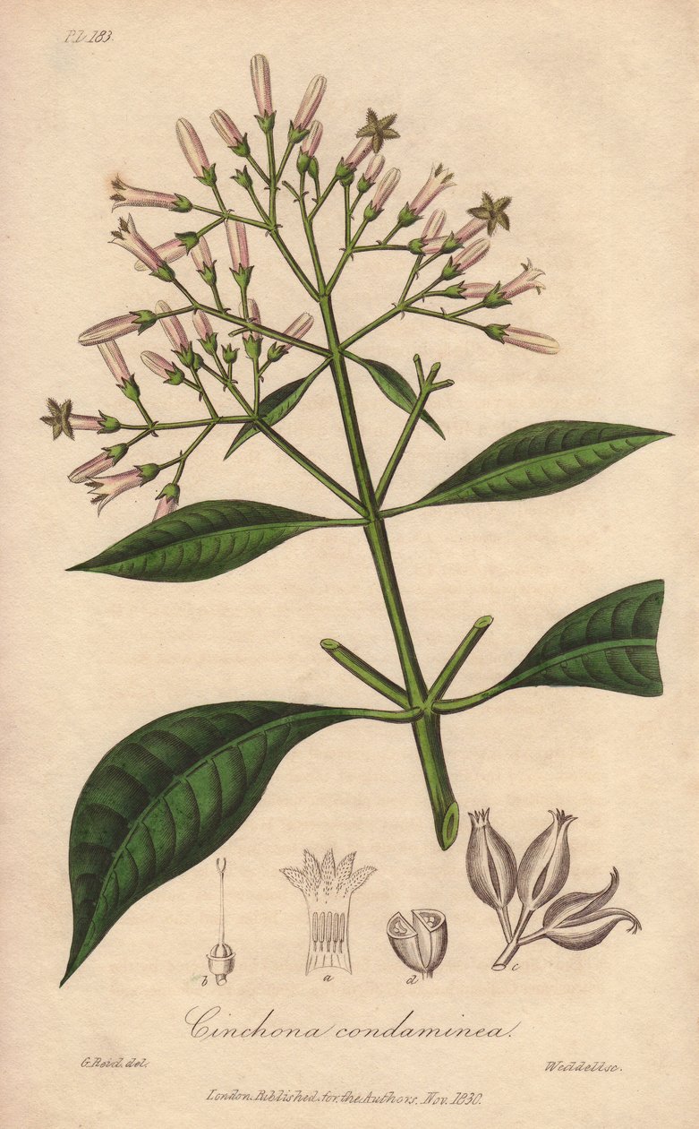 Quinquina cinzenta (Cinchona officinalis) - Água forte de William Clarke para ilustrar a obra "Medical Botanical, Description of the Medicinal Plants of London, Edinburgh and Dublin" de John Stephenson e James Morss Churchill, publicada em Londres por John de Unbekannter Künstler