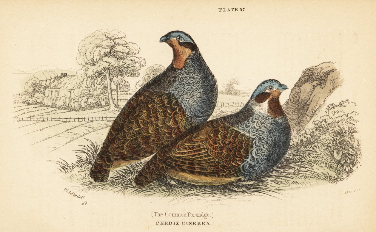 Perdiz cinzenta, Perdix perdix. 1889 (gravura) de Unbekannter Künstler