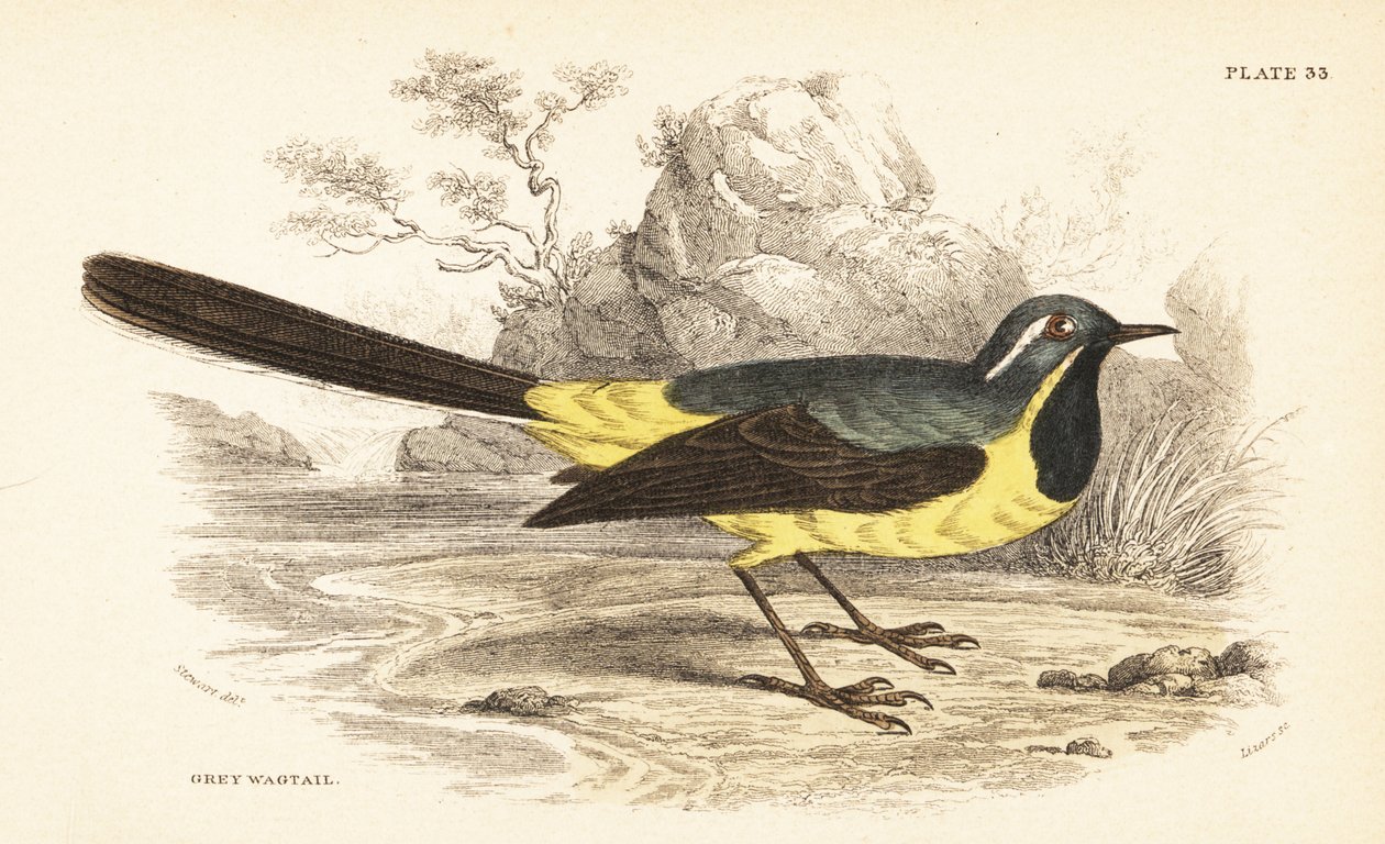 Rabo de Asa Cinzenta, Motacilla cinerea. 1889 (gravura) de Unbekannter Künstler