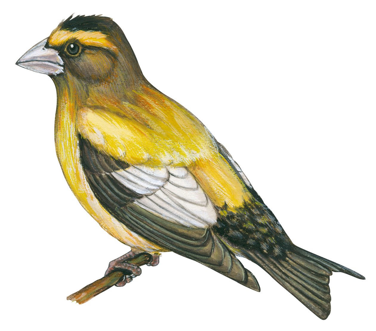 Gros bec errant - Grosbeak noturno (Coccothraustes vespertinus) de Unbekannter Künstler
