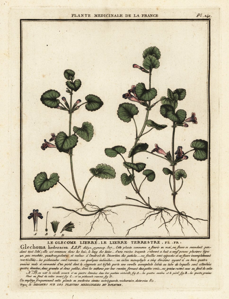 Hera terrestre, Glechoma hederacea. de Unbekannter Künstler
