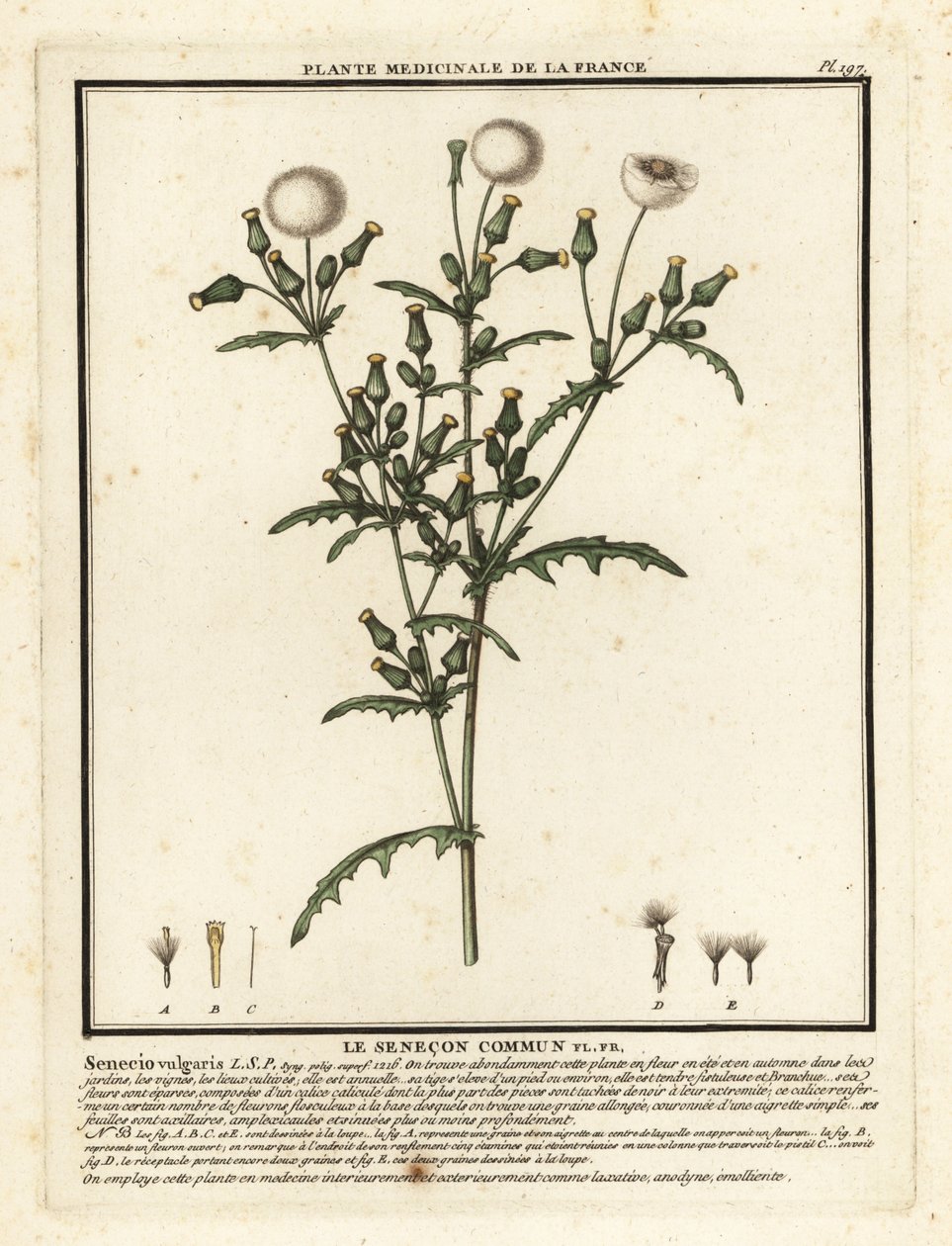 Groundsel, Senecio vulgaris. de Unbekannter Künstler