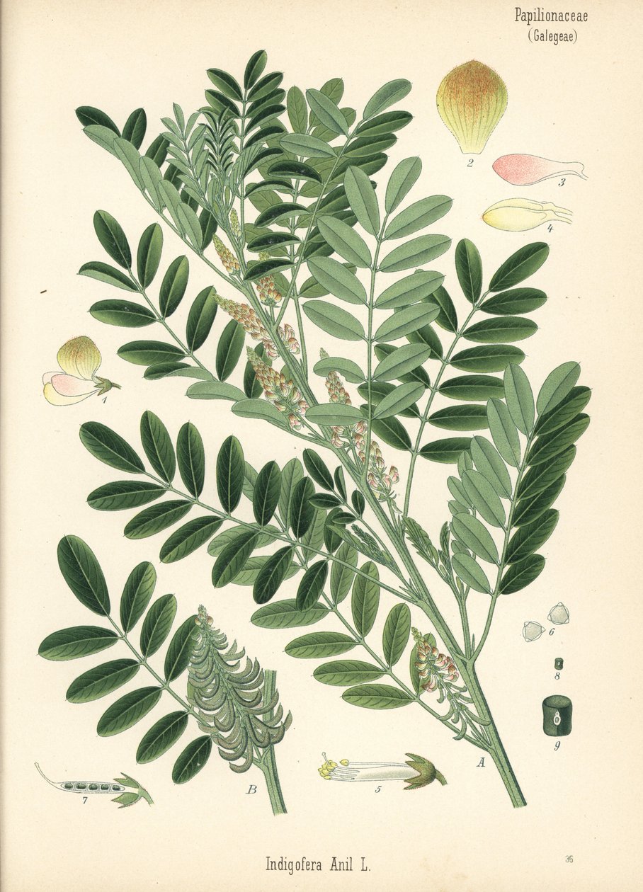 Índigo da Guatemala ou índigo de folhas pequenas, Indigofera suffruticosa (Indigofera anil). Cromolitografia segundo uma ilustração botânica da obra Medicinal Plants de Hermann Adolph Koehler, editada por Gustav Pabst, Koehler, Alemanha de Unbekannter Künstler