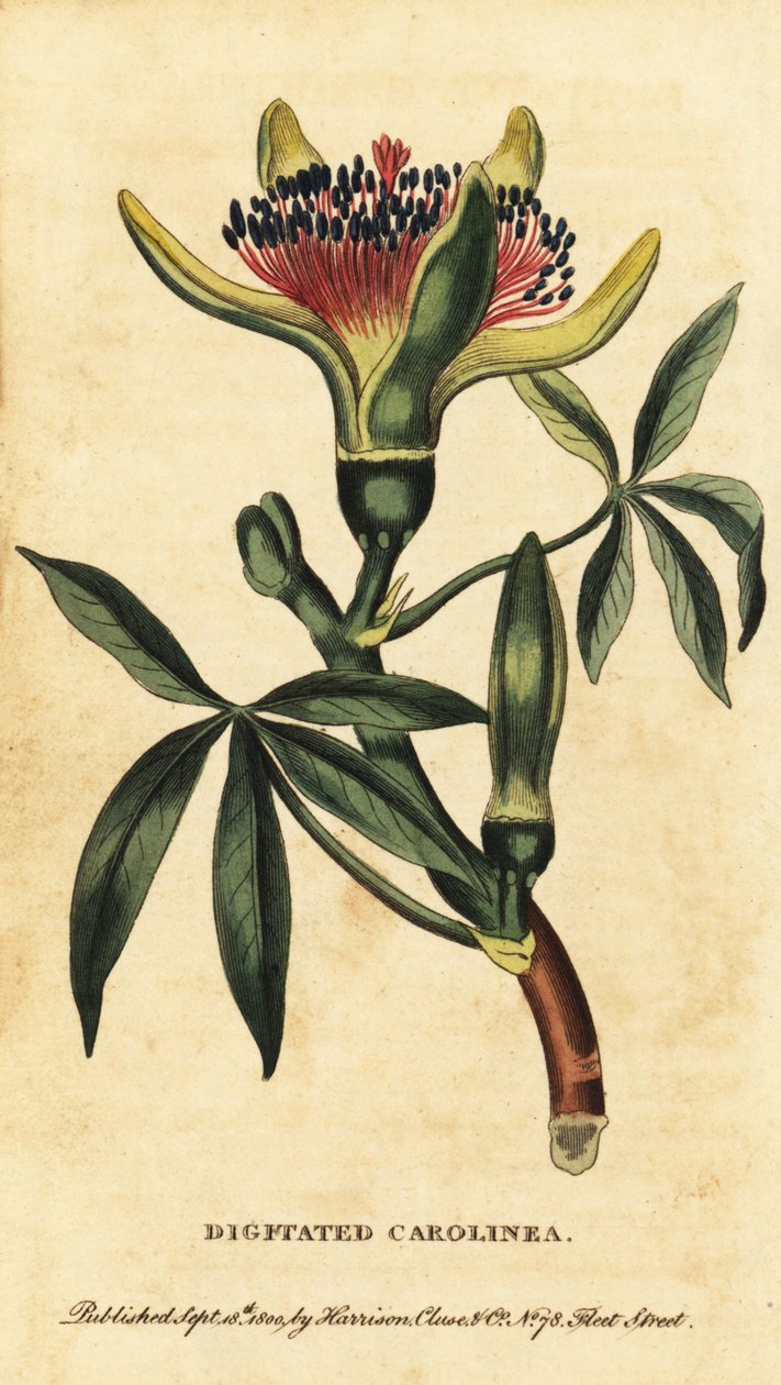 Castanha da Guiana, Pachira aquatica. ,1800 (gravura) de Unbekannter Künstler