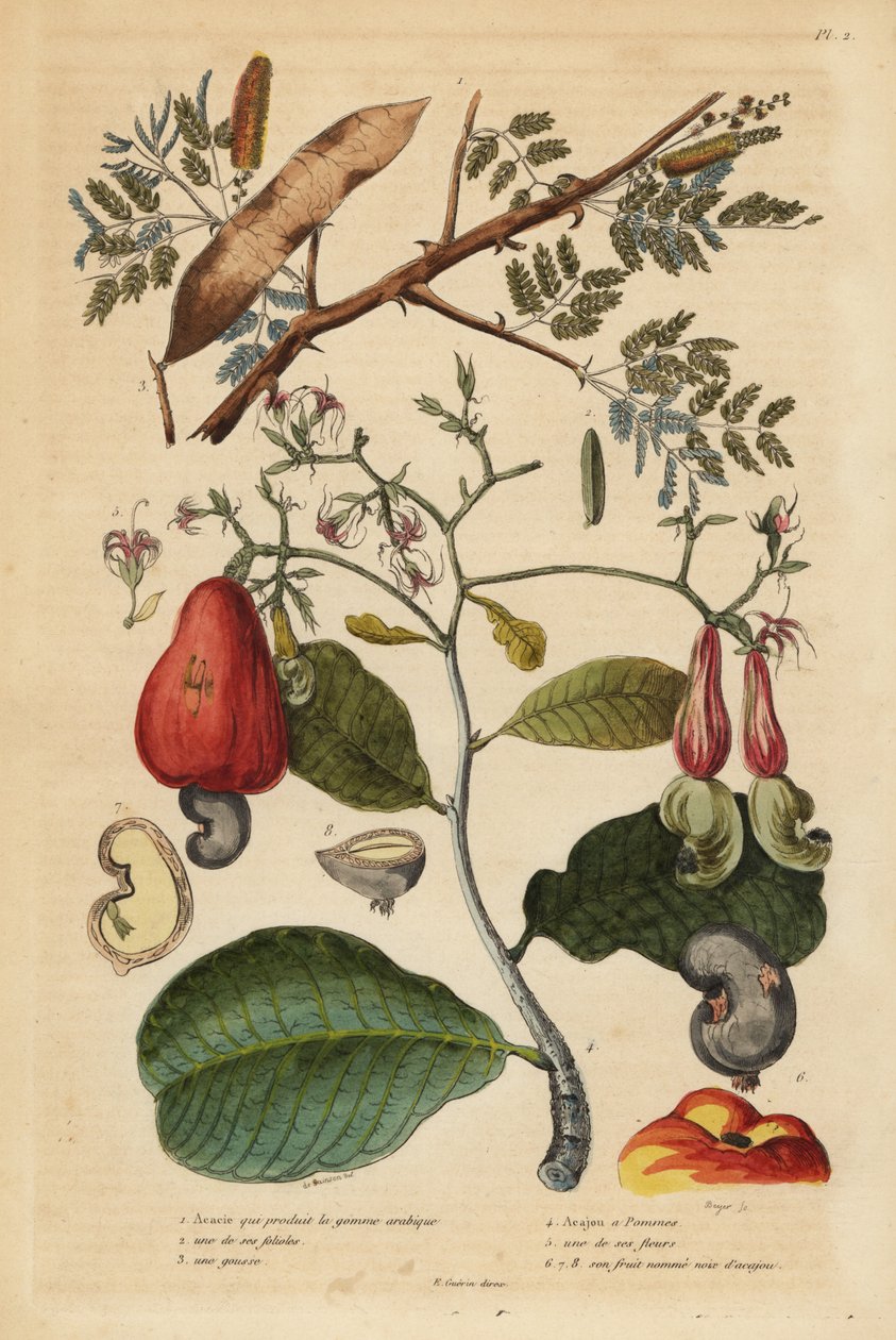 Goma-arábica, Senegalia senegal (Acacia verek) 1,2,3, e cajueiro, Anacardium occidentale 4,5,6 de Unbekannt