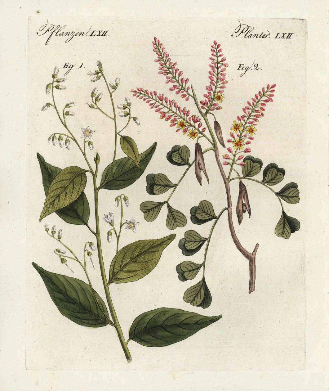 Goma de benjamim, Styrax benzoin 1, e pau-brasil, Haematoxylon campechianum 2. Gravura em chapa de cobre colorida à mão do "Bilderbuch fur Kinder" (Livro de imagens para crianças) de Bertuch, Weimar de Unbekannter Künstler