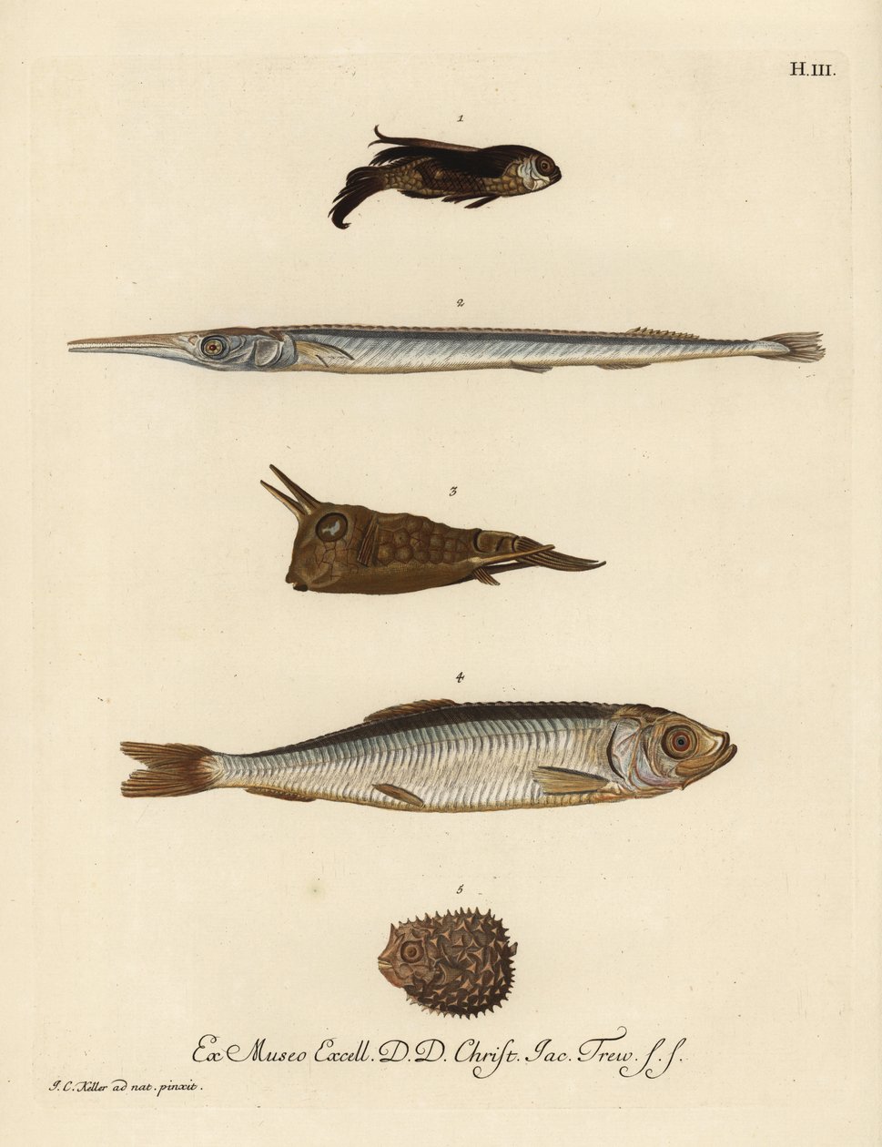 Caboz, Chelidonichthys species 1, peixe-agulha, Belone belone 2, peixe-cão, Lactoria cornuta 3, arenque, Clupea harengus 4, e peixe-espinho de poucas espinhas, Chilomycterus reticulatus 5. Gravura em chapa de cobre colorida à mão, segundo uma ilustração de de Unbekannter Künstler