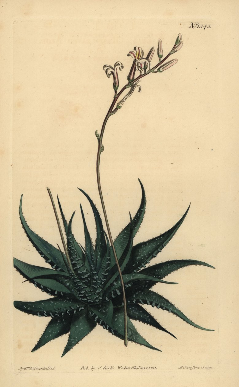 Hankey dwarf aloe, Haworthia attenuata var. radula. Rasp-leaved aloe, Aloe radula de Unbekannt