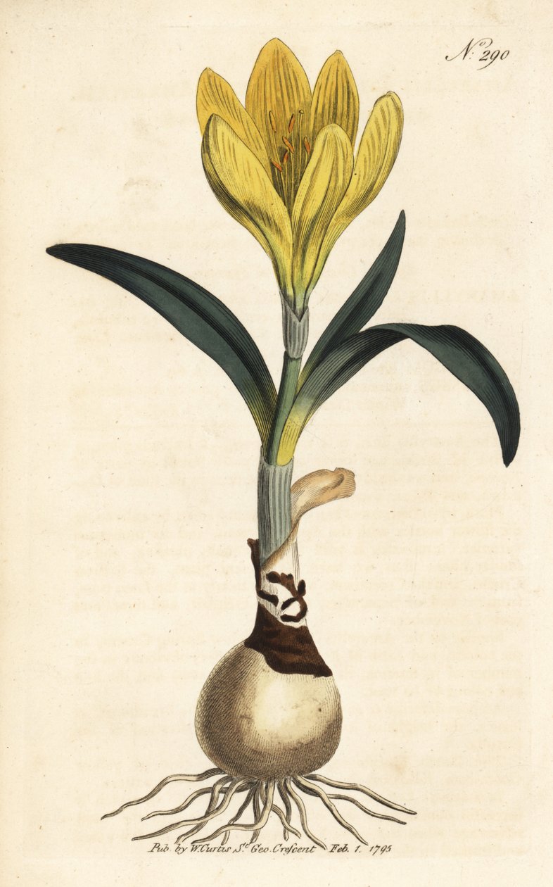 Ceifeira-debulhadora - narciso de outono, Sternbergia lutea (amarílis amarela, Amaryllis lutea) - Gravura a talhe-doce colorida à mão da revista Botanical Magazine de William Curtis, Londres de Unbekannter Künstler