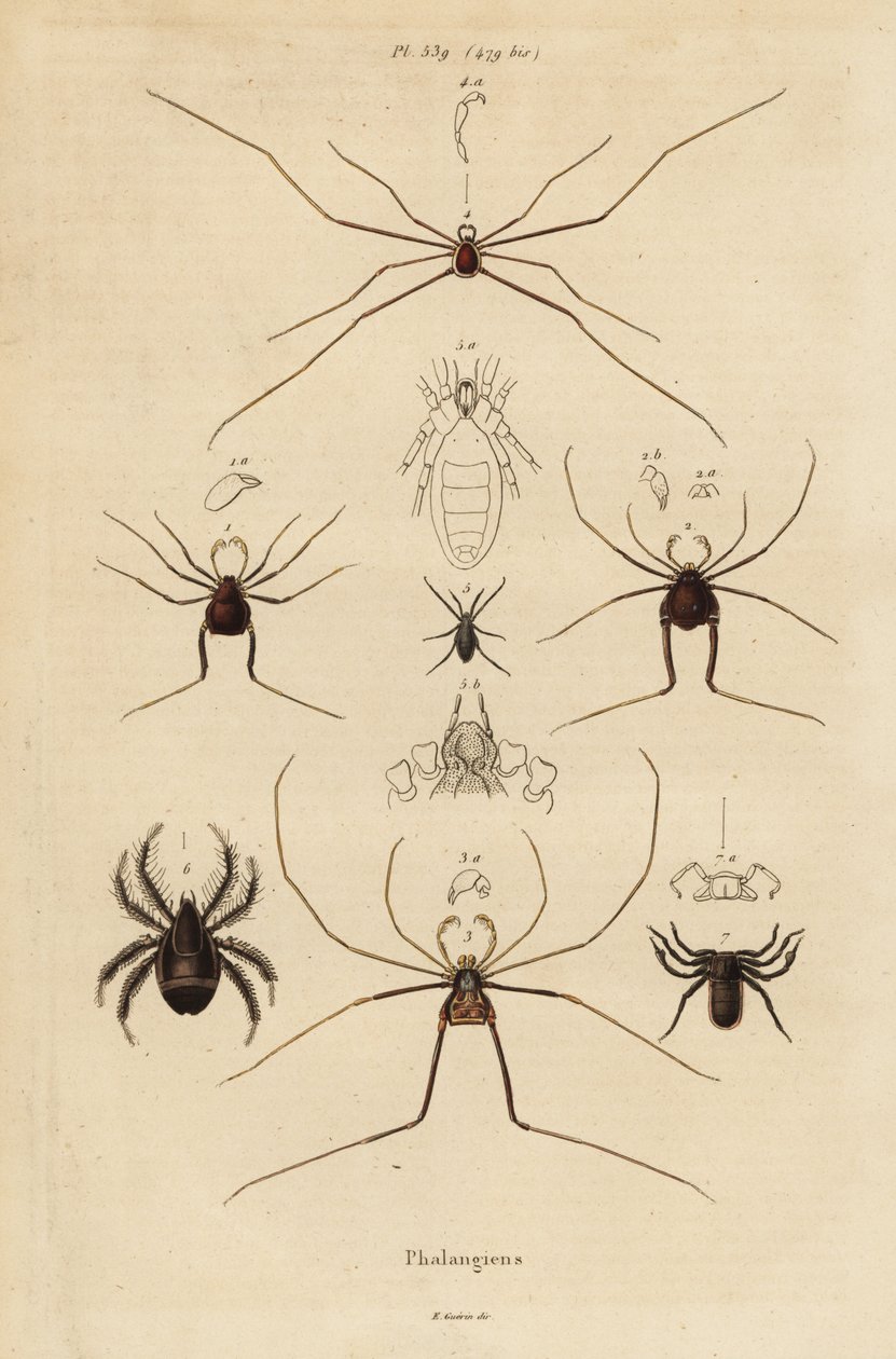 Colhedores, colhedores ou papai de pernas longas, espécies Opiliones de Unbekannt