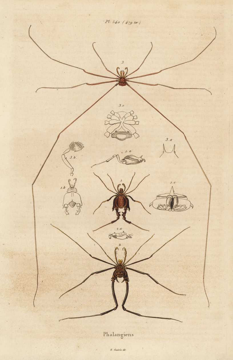 Colhedores, colhedores ou papai de pernas longas, espécies Opiliones de Unbekannt