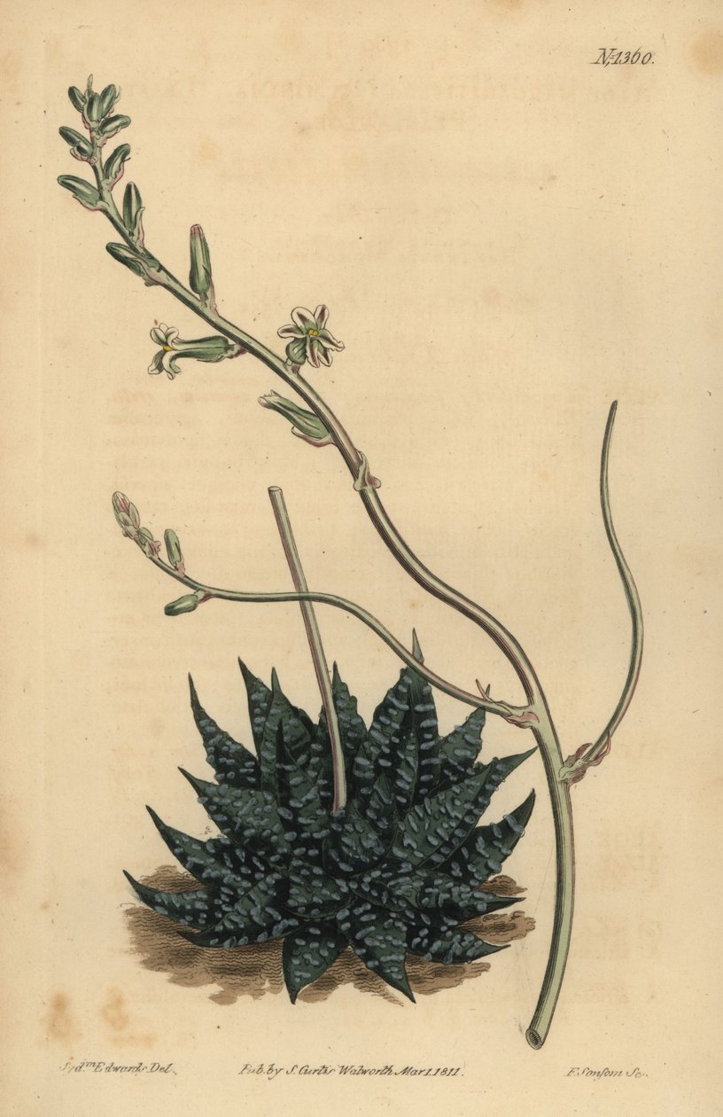 Haworthia minor ou Tulista minima (Mínimo aloé de pérola, Aloé margaritifera minima) de Unbekannt