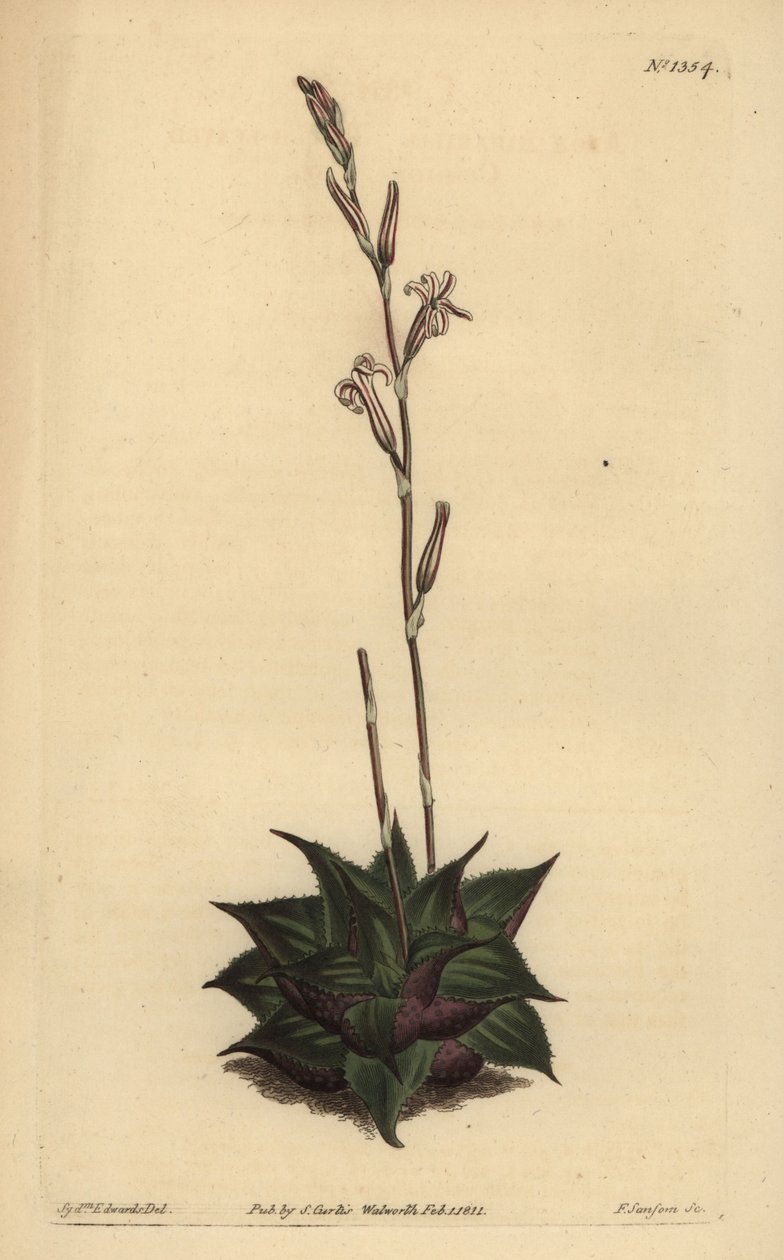 Haworthia mirabilis (Almofada de folhas ásperas aloe, Aloe mirabilis) de Unbekannt