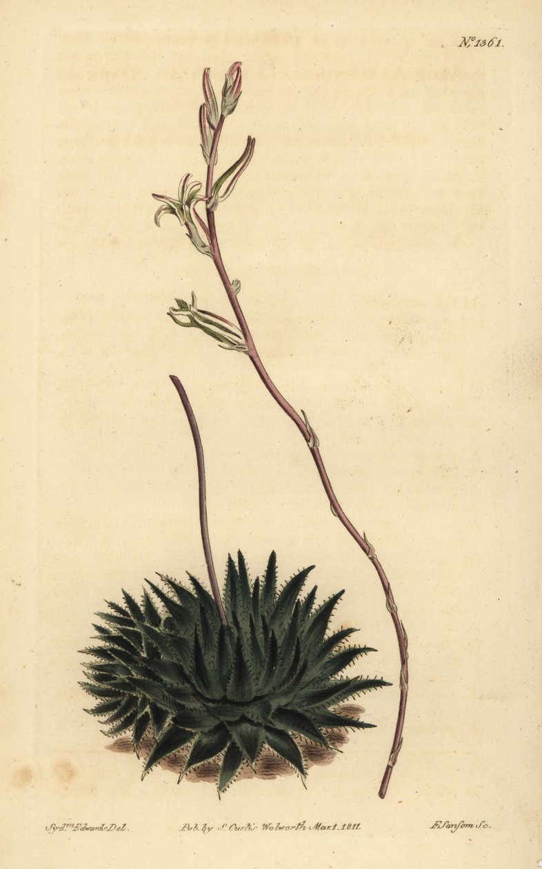 Haworthia pumila ou Tulista pumila (Aloé aloé aloé aloé aloé arachnoides pumila) de Unbekannt