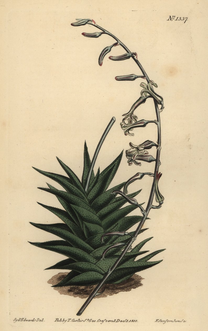 Haworthia viscosa (Aloe rígido, Aloe rigida) de Unbekannt