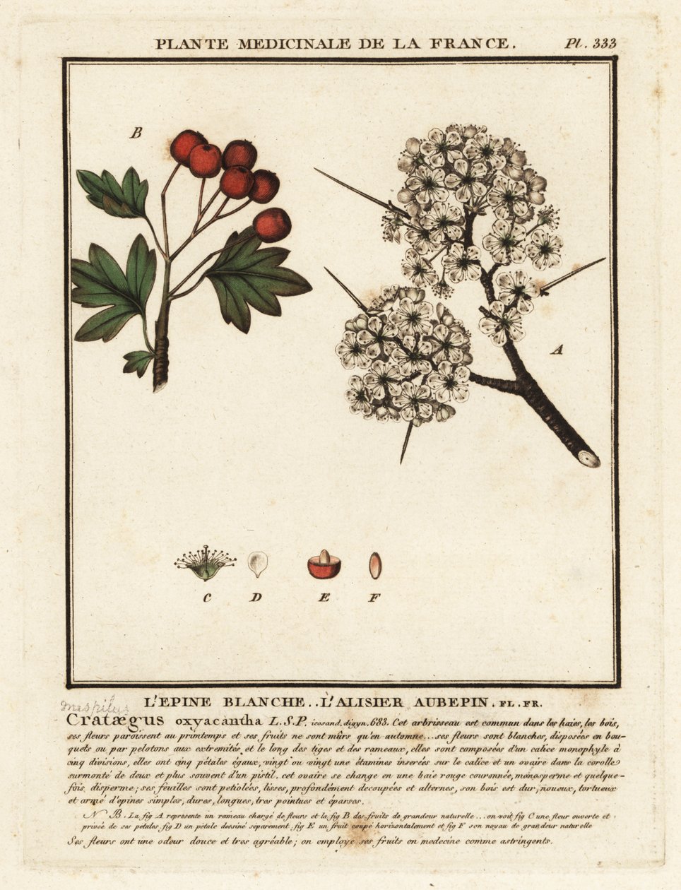 Espinheiro, Crataegus rhipidophylla de Unbekannter Künstler