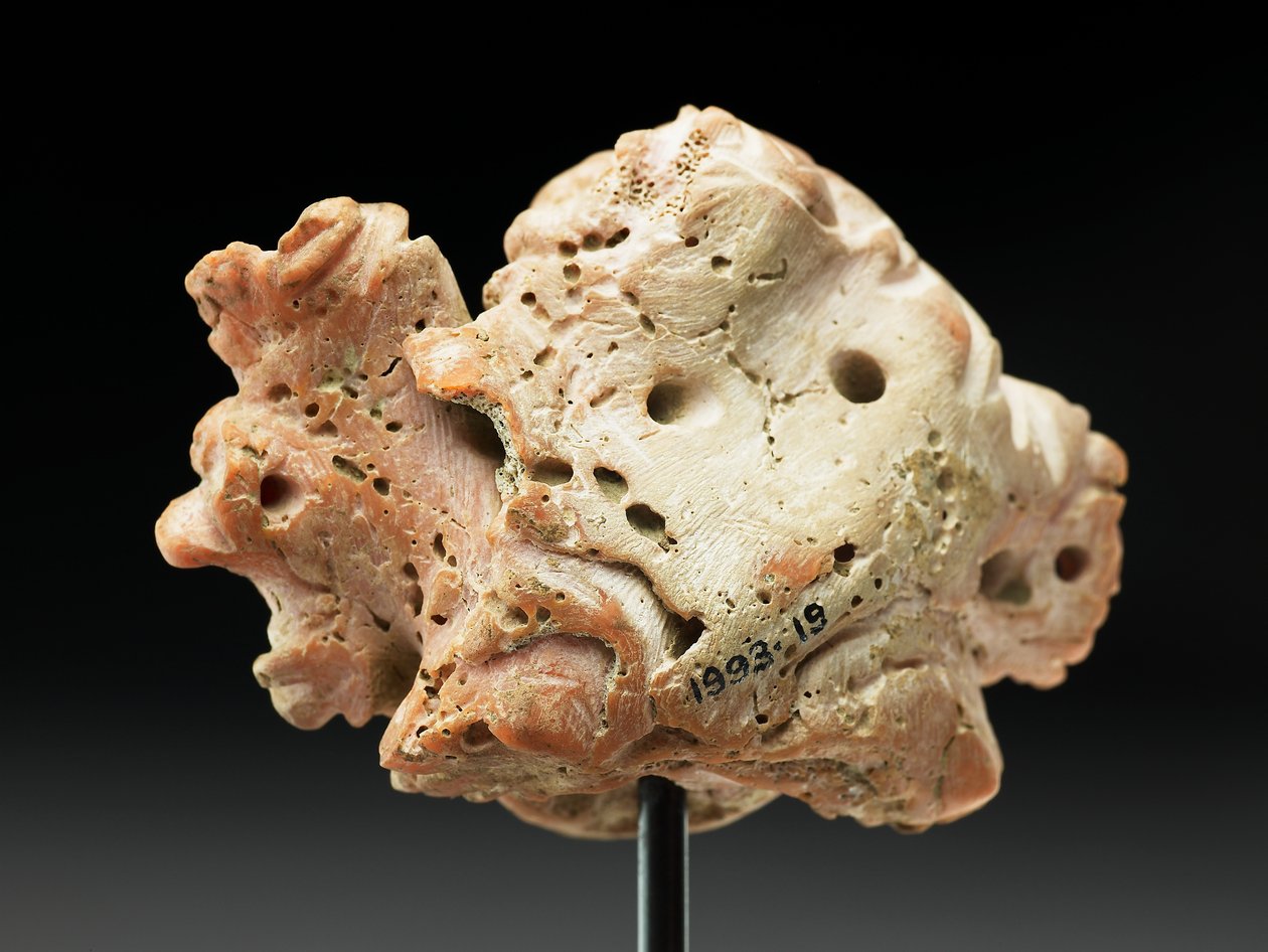 Cabeça da Medusa, de Bactria ou Gandhara, século 2 a 1 a.C. (coral rosa) de Unbekannt