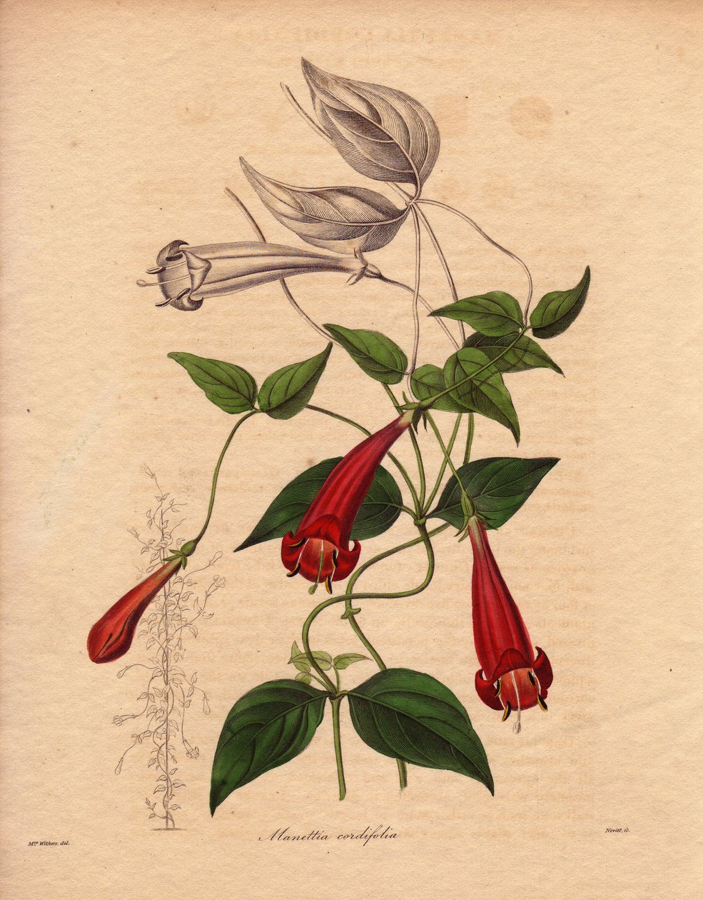 Manettie de folha de coração (Manettia cordifolia). Planta trepadeira com folhagem oval e verde brilhante, e abundantes flores tubulares vermelhas. Ilustração de Augusta Innes Withers (1793-1877), em The Botanist, série de Benjamin Maund em cinco volumes,  de Unbekannter Künstler