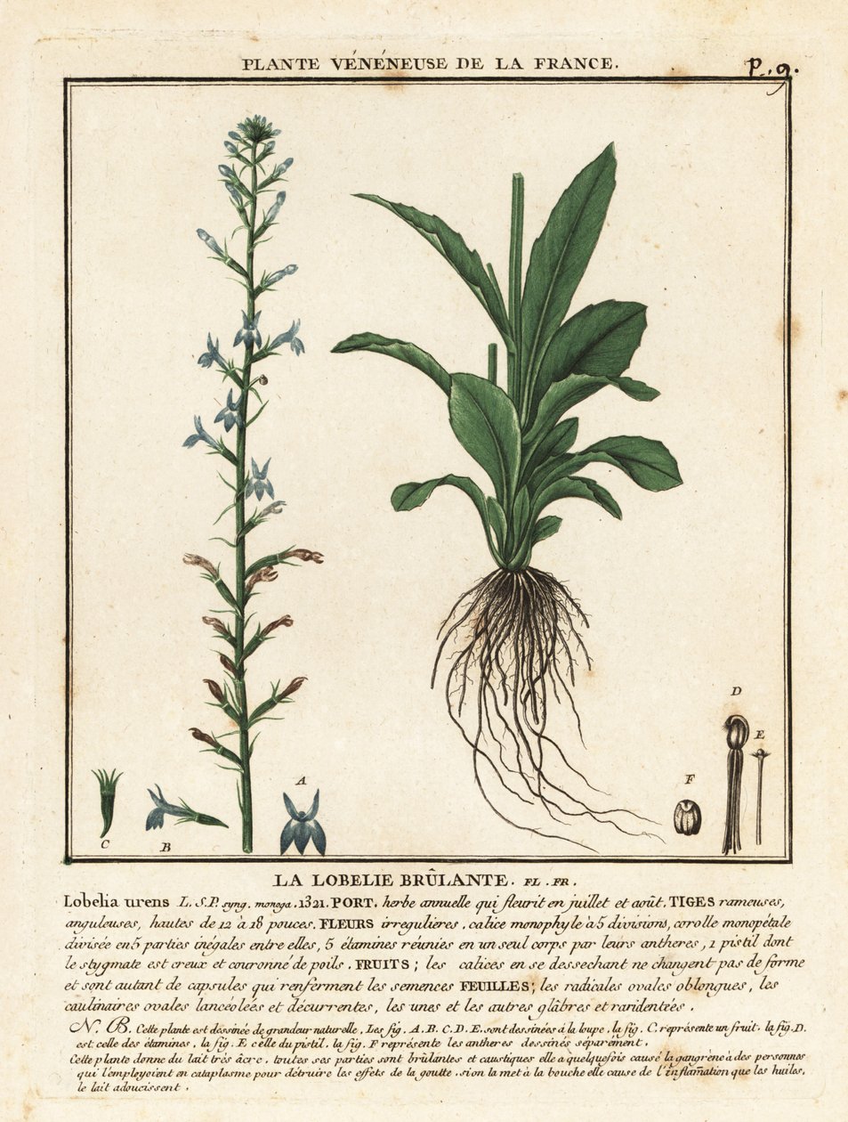 Heath lobelia, Lobelia urens. de Unbekannter Künstler