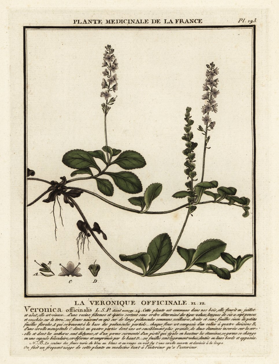 Heath speedwell, Veronica officinalis. de Unbekannter Künstler