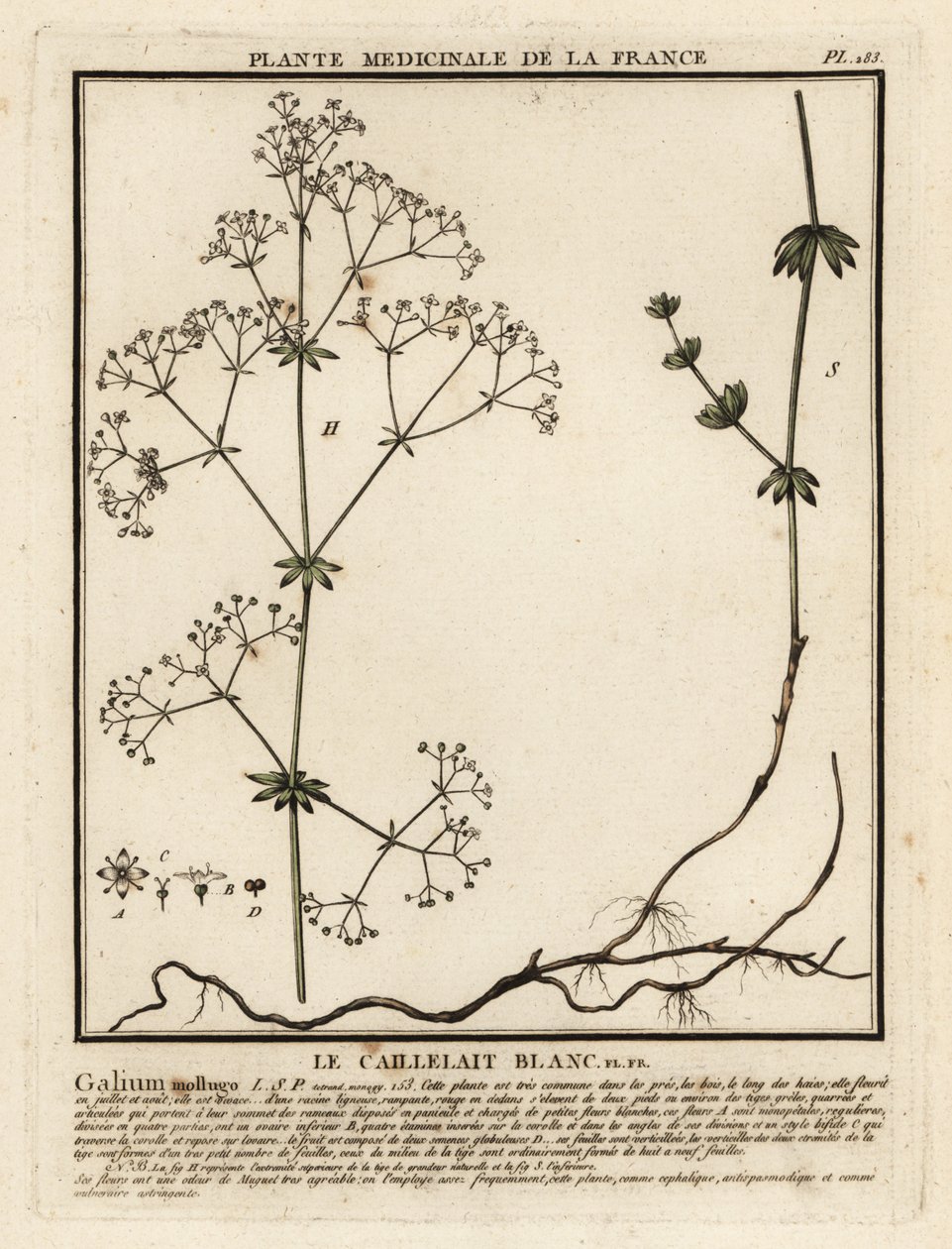 Hedge bedstraw, Galium mollugo. de Unbekannter Künstler