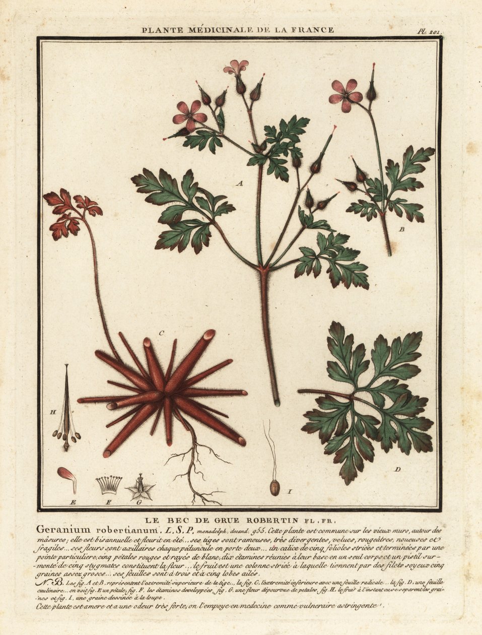 Herb-Robert, Geranium robertianum. de Unbekannter Künstler